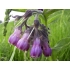 Common Black Comfrey